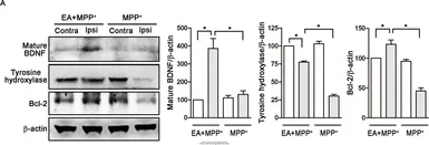 Anti-beta Actin antibody used in Western Blot (WB). GTX109639