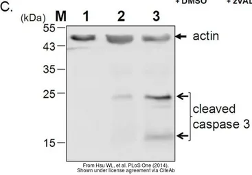 Anti-beta Actin antibody used in Western Blot (WB). GTX109639