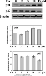 Anti-beta Actin antibody used in Western Blot (WB). GTX109639
