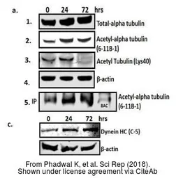 Anti-beta Actin antibody used in Western Blot (WB). GTX109639