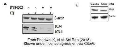 Anti-beta Actin antibody used in Western Blot (WB). GTX109639