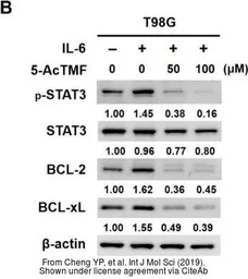 Anti-beta Actin antibody used in Western Blot (WB). GTX109639