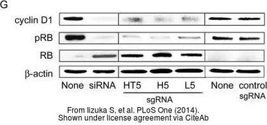 Anti-beta Actin antibody used in Western Blot (WB). GTX109639