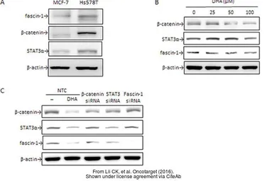 Anti-beta Actin antibody used in Western Blot (WB). GTX109639