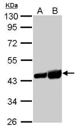 Anti-beta Actin antibody used in Western Blot (WB). GTX109639