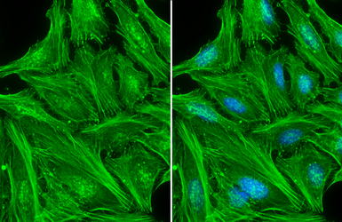 Anti-beta Actin antibody used in Immunocytochemistry/ Immunofluorescence (ICC/IF). GTX109639