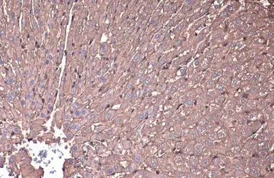 Anti-beta Actin antibody used in IHC (Paraffin sections) (IHC-P). GTX109639