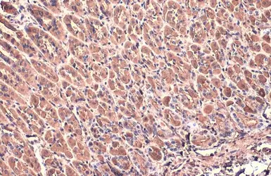 Anti-beta Actin antibody used in IHC (Paraffin sections) (IHC-P). GTX109639