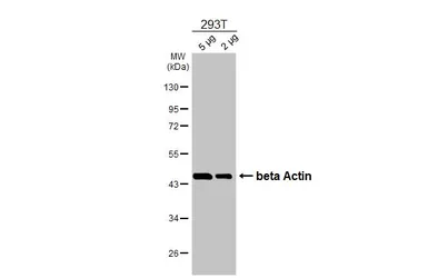 Anti-beta Actin antibody used in Western Blot (WB). GTX109639
