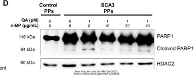 Anti-HDAC2 antibody used in Western Blot (WB). GTX109642