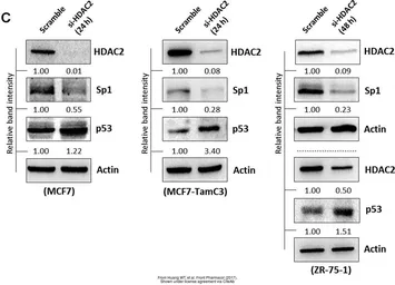 Anti-HDAC2 antibody used in Western Blot (WB). GTX109642