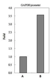 Anti-HDAC2 antibody used in ChIP assay (ChIP assay). GTX109642