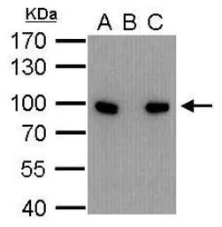 Anti-Calnexin antibody [C3], C-term used in Immunoprecipitation (IP). GTX109669