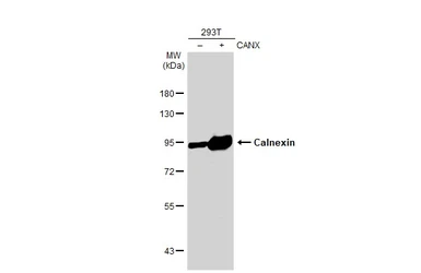 Anti-Calnexin antibody [C3], C-term used in Western Blot (WB). GTX109669