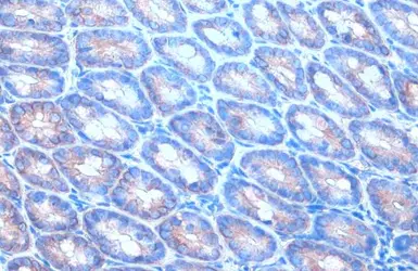 Anti-Calnexin antibody [C3], C-term used in IHC (Paraffin sections) (IHC-P). GTX109669