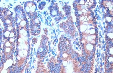 Anti-Calnexin antibody [C3], C-term used in IHC (Paraffin sections) (IHC-P). GTX109669