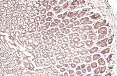 Anti-Calnexin antibody [C3], C-term used in IHC (Paraffin sections) (IHC-P). GTX109669