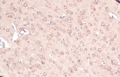 Anti-Calnexin antibody [C3], C-term used in IHC (Paraffin sections) (IHC-P). GTX109669