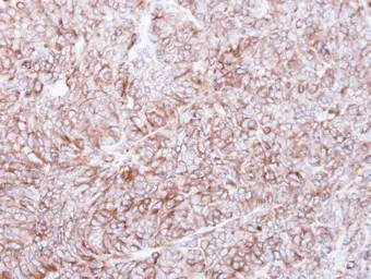 Anti-Calnexin antibody [C3], C-term used in IHC (Paraffin sections) (IHC-P). GTX109669