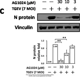 Anti-Vinculin antibody [N3C1], Internal used in Western Blot (WB). GTX109749