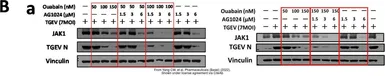 Anti-Vinculin antibody [N3C1], Internal used in Western Blot (WB). GTX109749