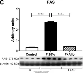 Anti-Fatty Acid Synthase antibody [N1], N-term used in Western Blot (WB). GTX109833