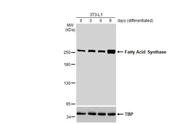Anti-Fatty Acid Synthase antibody [N1], N-term used in Western Blot (WB). GTX109833