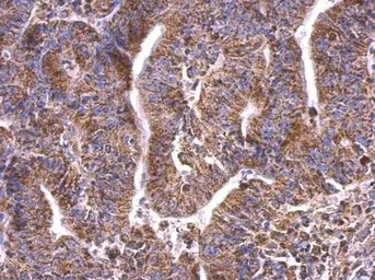 Anti-HSP60 antibody used in IHC (Paraffin sections) (IHC-P). GTX110089