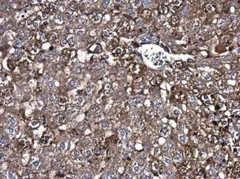 Anti-Caspase 3 antibody used in IHC (Paraffin sections) (IHC-P). GTX110543