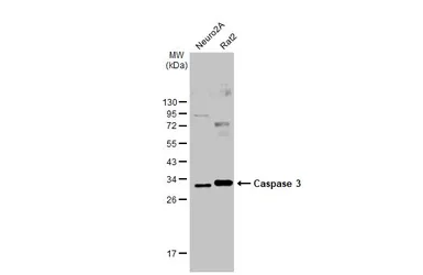 Anti-Caspase 3 antibody used in Western Blot (WB). GTX110543