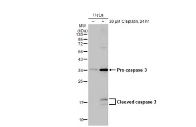 Anti-Caspase 3 antibody used in Western Blot (WB). GTX110543