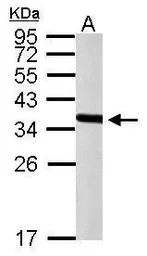 Anti-PEX19 antibody used in Western Blot (WB). GTX110721