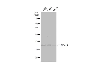 Anti-PEX19 antibody used in Western Blot (WB). GTX110721
