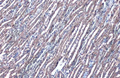 Anti-PEX19 antibody used in IHC (Paraffin sections) (IHC-P). GTX110721