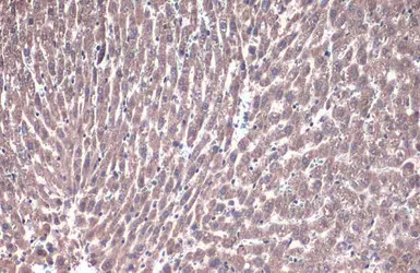 Anti-PEX19 antibody used in IHC (Paraffin sections) (IHC-P). GTX110721