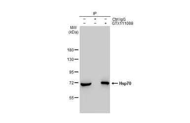 Anti-Hsp70 antibody used in Immunoprecipitation (IP). GTX111088