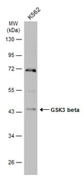 Anti-GSK3 beta antibody [C1C3] used in Western Blot (WB). GTX111192