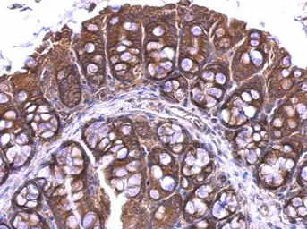 Anti-RPL4 antibody used in IHC (Paraffin sections) (IHC-P). GTX112184