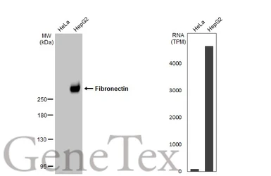 Anti-Fibronectin antibody [N1N2], N-term used in Western Blot (WB). GTX112794