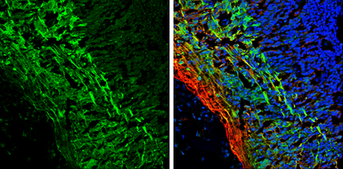 Anti-Tau antibody used in IHC (Frozen sections) (IHC-Fr). GTX112981