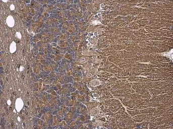 Anti-Tau antibody used in IHC (Paraffin sections) (IHC-P). GTX112981
