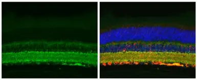 Anti-Tau antibody used in IHC (Paraffin sections) (IHC-P). GTX112981