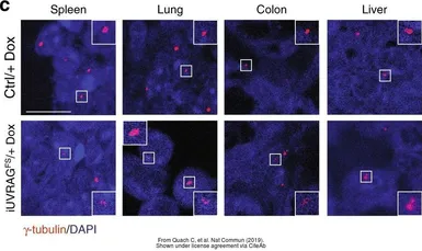 Anti-gamma Tubulin antibody used in IHC (Paraffin sections) (IHC-P). GTX113286