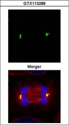 Anti-gamma Tubulin antibody used in Immunocytochemistry/ Immunofluorescence (ICC/IF). GTX113286