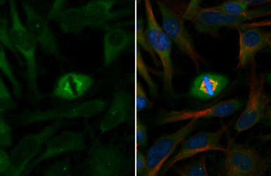 Anti-gamma Tubulin antibody used in Immunocytochemistry/ Immunofluorescence (ICC/IF). GTX113286