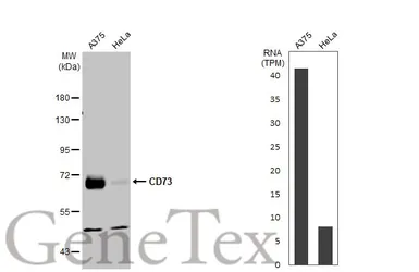 Anti-CD73 antibody [N1N3] used in Western Blot (WB). GTX113509