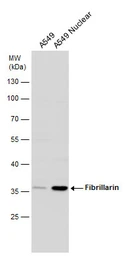 Anti-Fibrillarin antibody used in Western Blot (WB). GTX113684