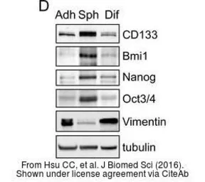 Anti-Bmi1 antibody used in Western Blot (WB). GTX114008