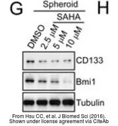 Anti-Bmi1 antibody used in Western Blot (WB). GTX114008