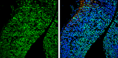 Anti-Brn2 antibody used in IHC (Frozen sections) (IHC-Fr). GTX114650